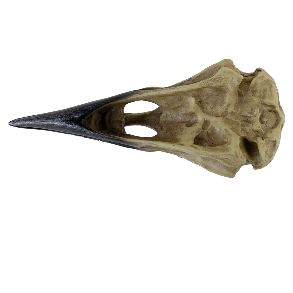 Corvus Alchemia Skull