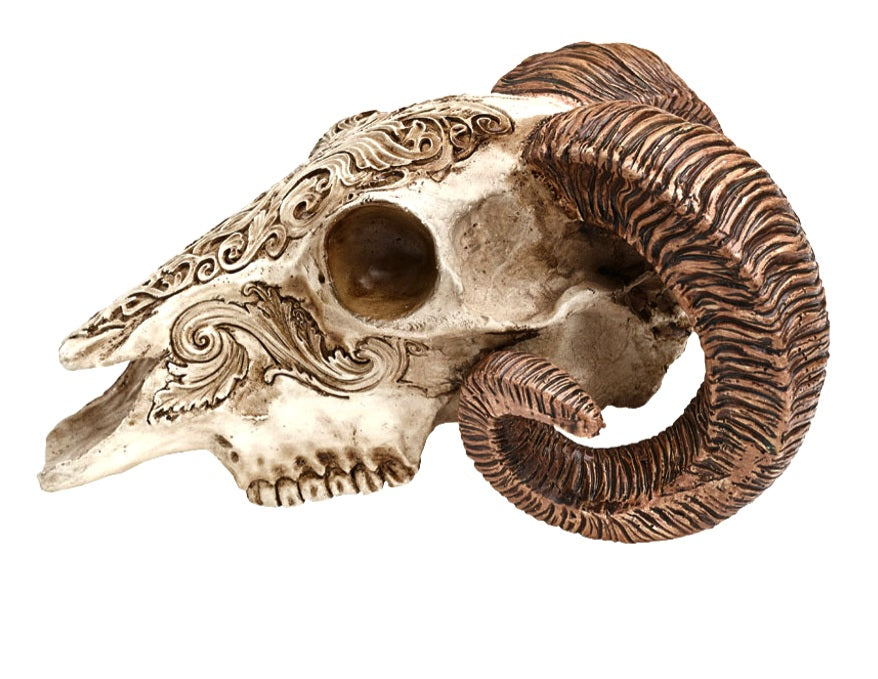 Scrimshaw Ram Skull